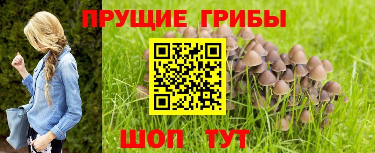 Лыткарино  Псилоцибиновые грибы мухоморы  Псилоцибиновые грибы Cubensis  Вход с VPN 